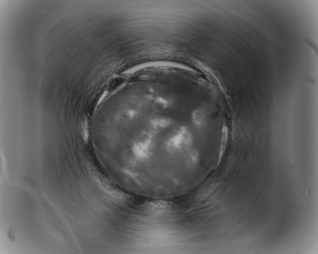 X0000099450069200805231752