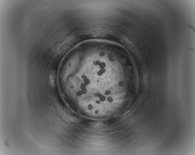 X0000099450074200805231752