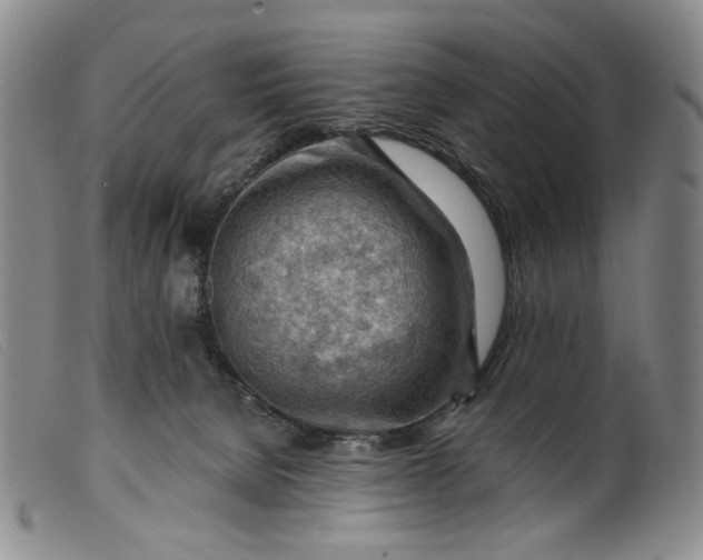 X0000099450080200805231752