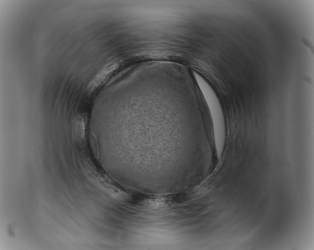 X0000099450120200805231751