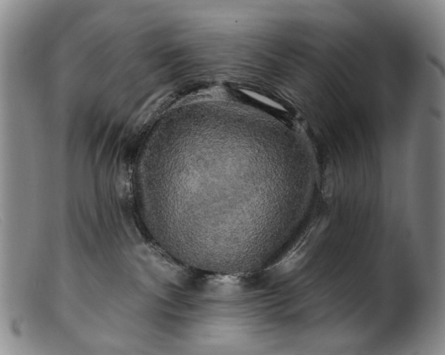 X0000099450140200805231751