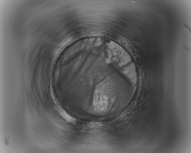 X0000099450145200805231750