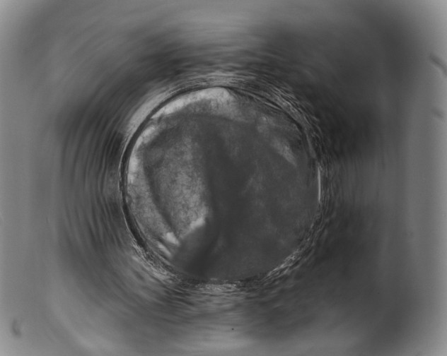 X0000099450147200805231750