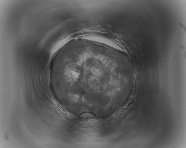 X0000099450149200805231750