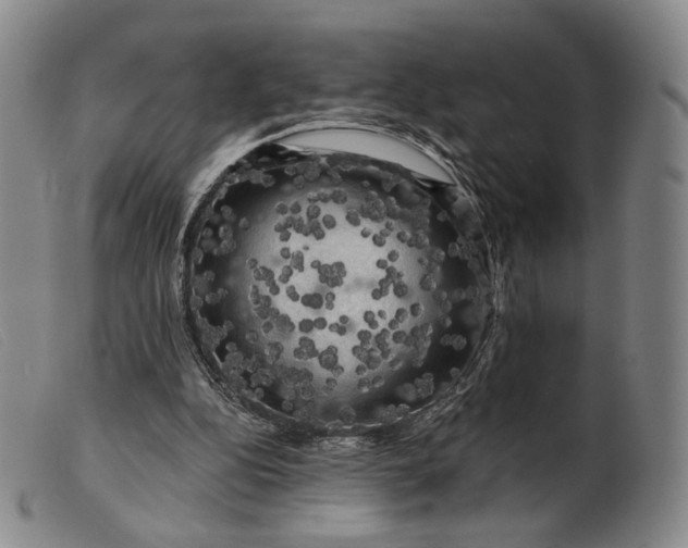 X0000099450152200805231750