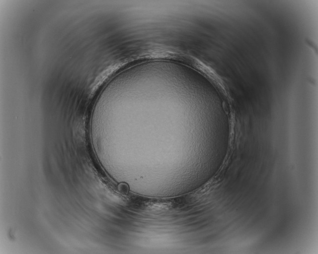 X0000099450155200805231750