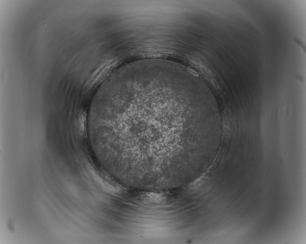 X0000099450166200805231750