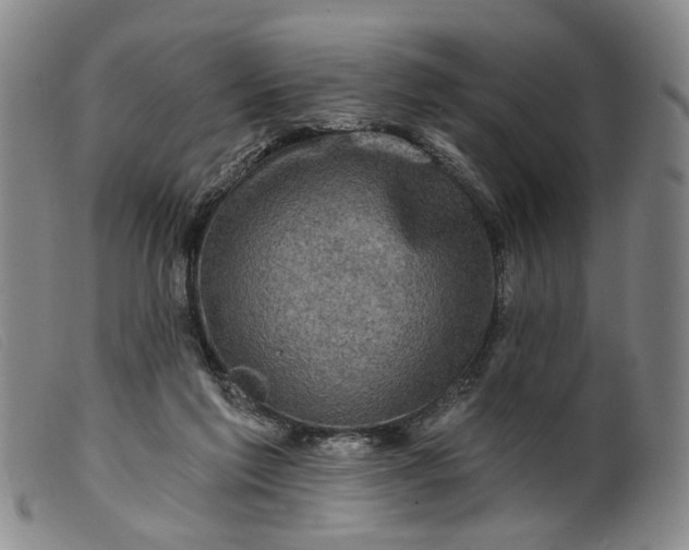 X0000099450213200805231750