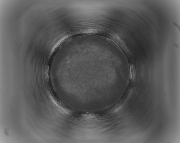 X0000099450300200805231748