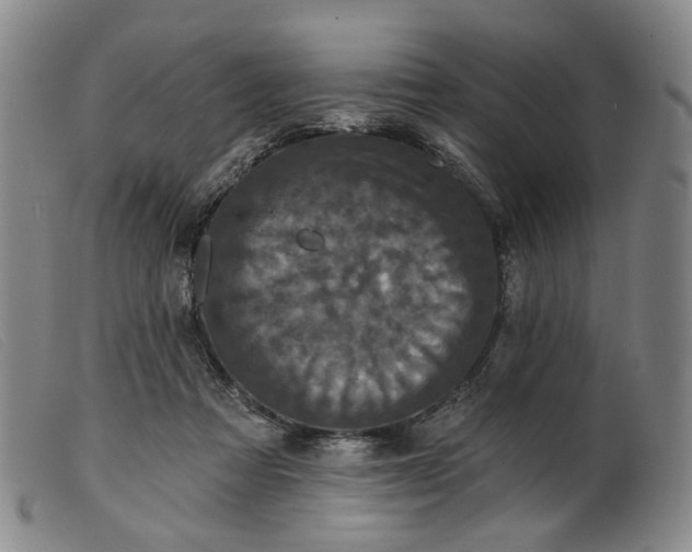 X0000099450313200805231748