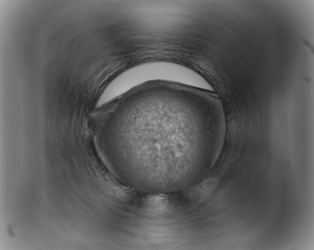 X0000099450325200805231747