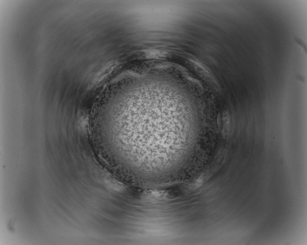 X0000099450329200805231747