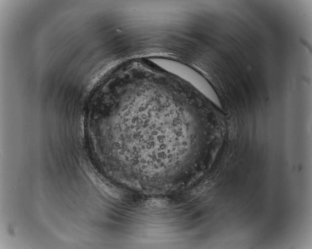 X0000099450350200805231747