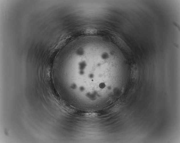 X0000099450363200805231747