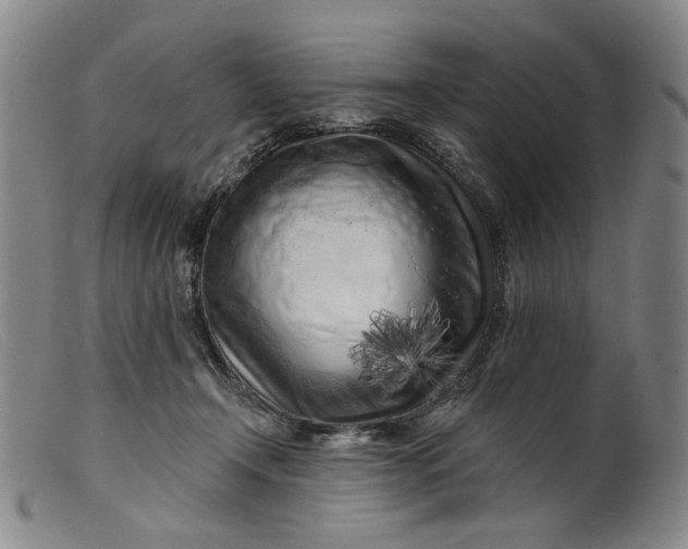 X0000099450366200805231747