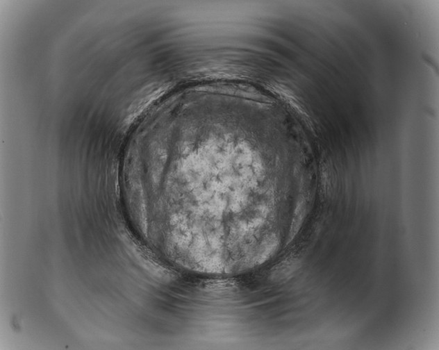 X0000099450398200805231746