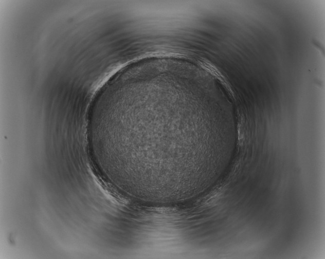 X0000099450436200805231745