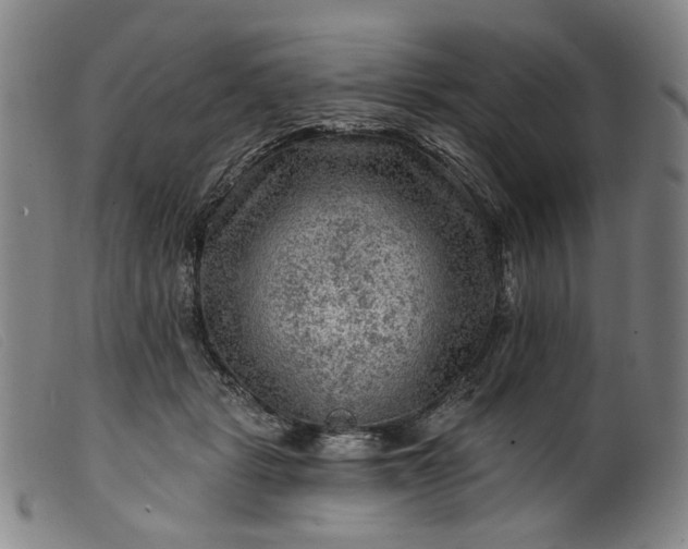 X0000099450461200805231746