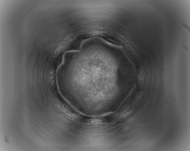 X0000099450462200805231746