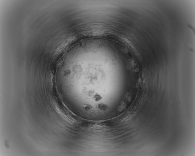 X0000099450542200805231744