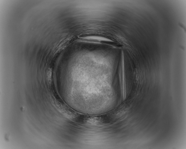 X0000099450550200805231744