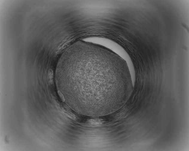 X0000099450556200805231744