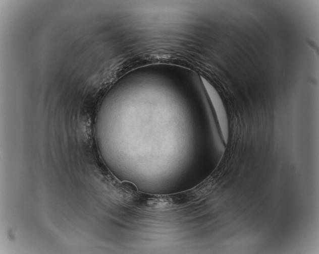 X0000099450559200805231744