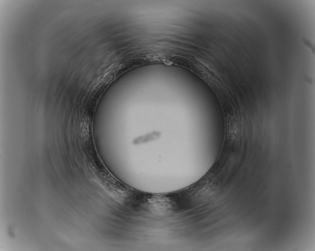 X0000099450603200805231743