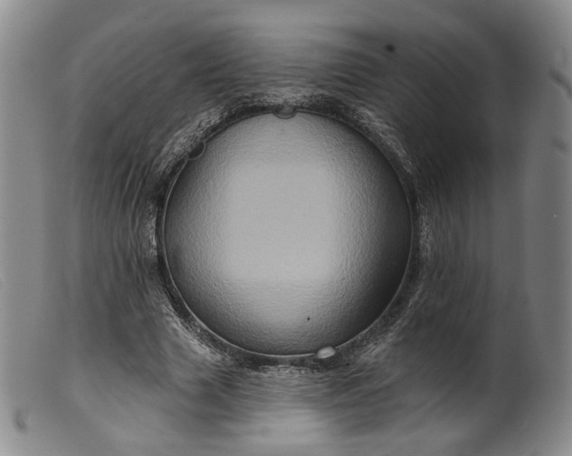 X0000099450633200805231742