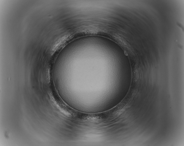 X0000099450638200805231742