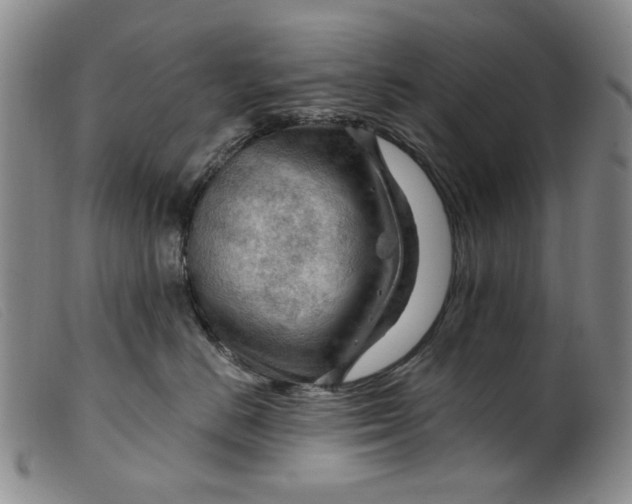 X0000099450670200805231743