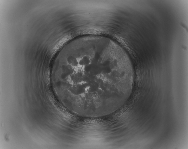 X0000099450679200805231742