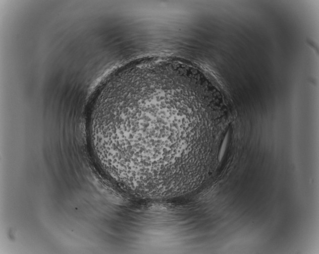 X0000099450684200805231742