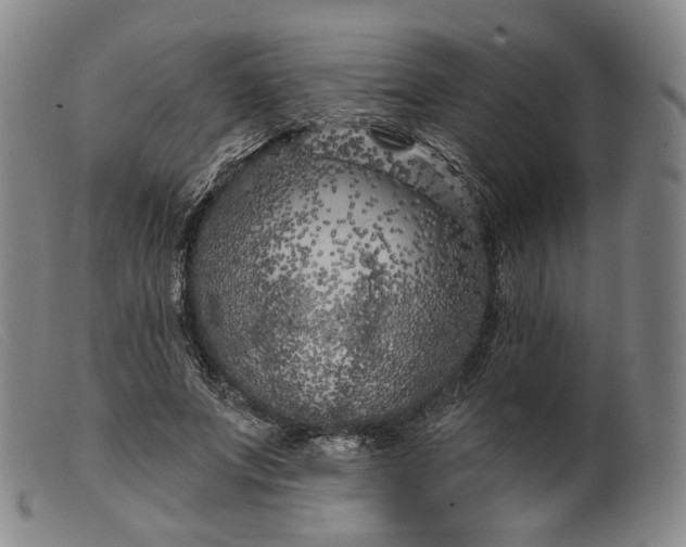 X0000099450687200805231742