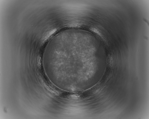 X0000099450692200805231742