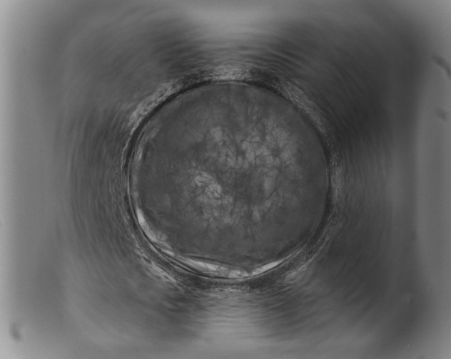 X0000099450721200805231741