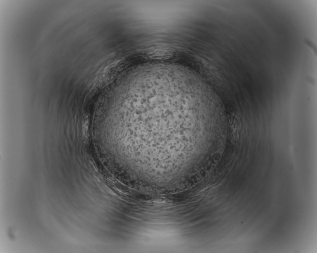 X0000099450745200805231741