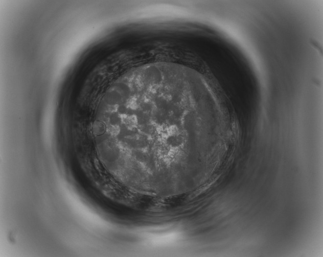 X0000099450765200805231741