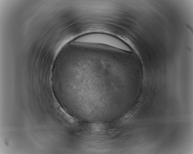 X0000099450799200805231740