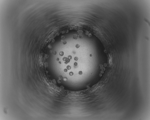 X0000099450819200805231739