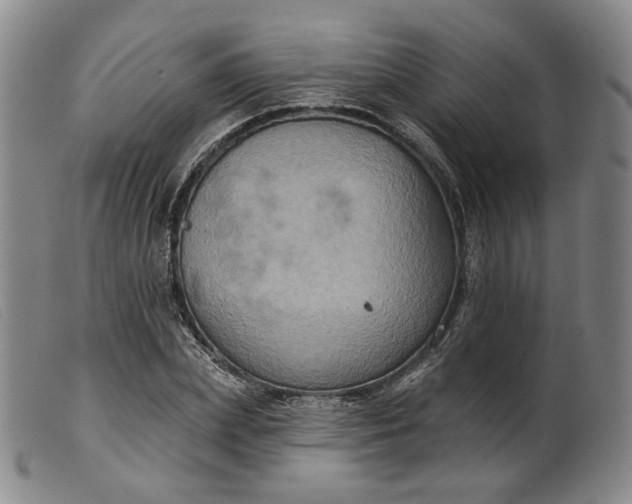 X0000099450831200805231739