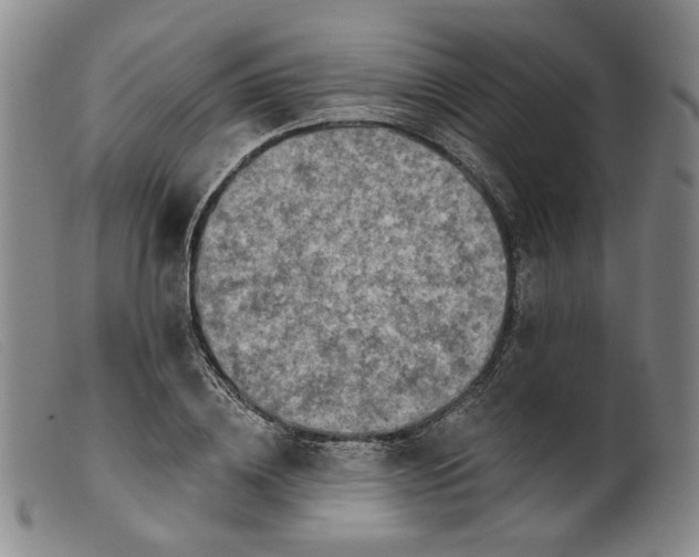 X0000099450836200805231739