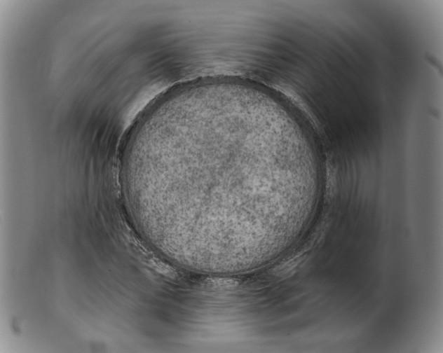 X0000099450878200805231739