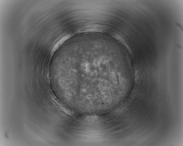 X0000099450882200805231739