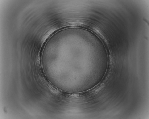 X0000099450883200805231739