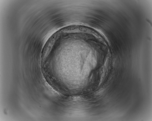 X0000099450903200805231738