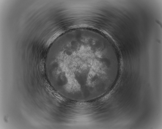 X0000099450921200805231738