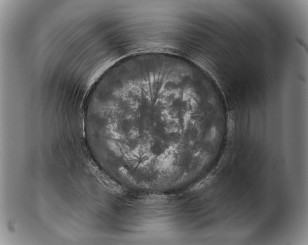 X0000099450925200805231738