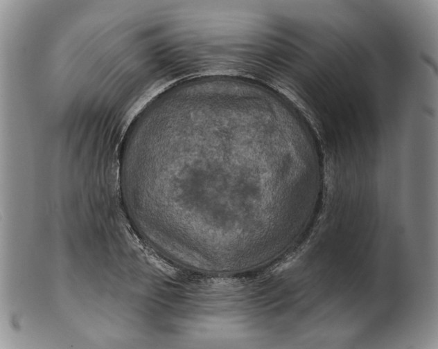 X0000099450933200805231738