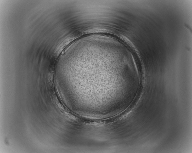 X0000099450937200805231738